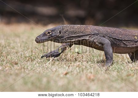 Komodo Dragon