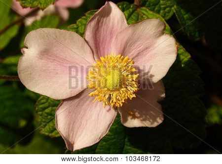 Japanese Anemone Flower