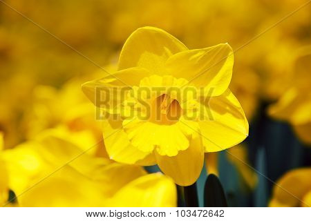 Narcis Flower