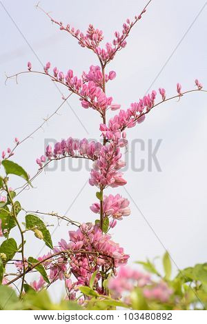 Antigonon leptopus Hook