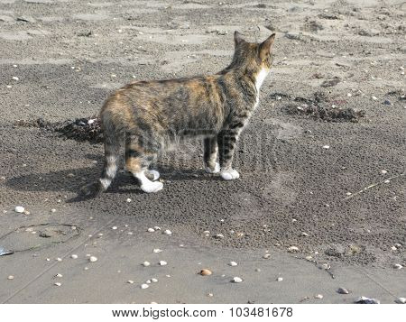 Beach cat