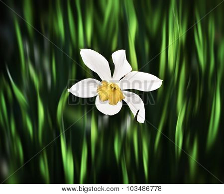 Narcissus