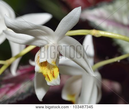 Mrs. Moss' Coelogyne