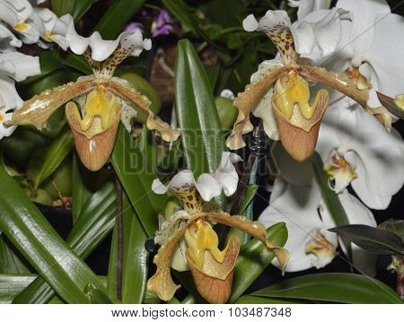 Paphiopedilum Orchid Hybrid