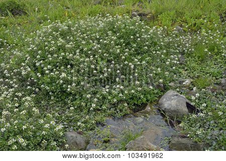 Water-cress
