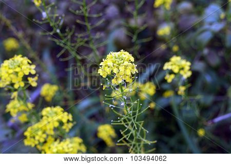Bittercress