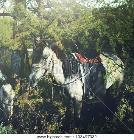 Mongolian Tsataan Horses Tranquil Solitude Nomadic Concept