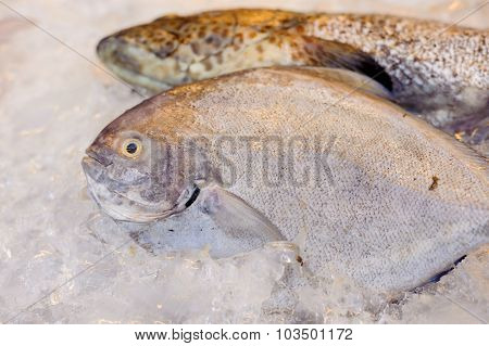Thin Focus On Sea Fish Eye