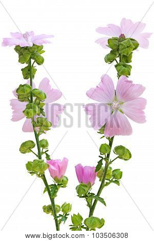 Pink Musk Mallow