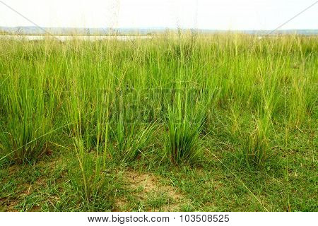 Green Savannah Grass