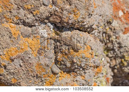 Coast Range Fence Lizard sunbathing on a colorful rock
