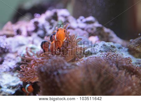 Clownfish, Amphiprioninae