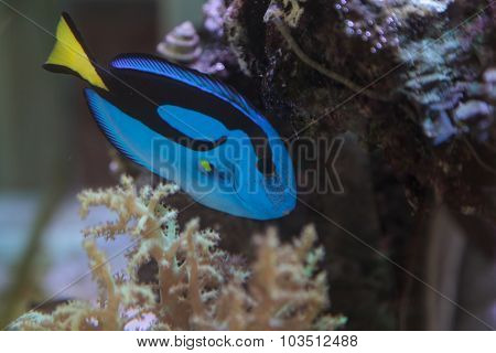Palette tang fish, Paracanthurus hepatus