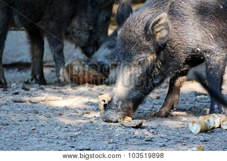 boar