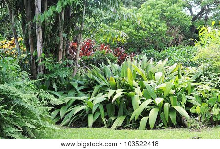 Botanical Garden Of Deshaies In Guadeloupe