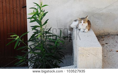 Street Cat In Pican