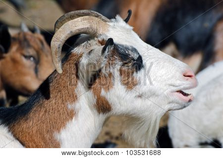 goat