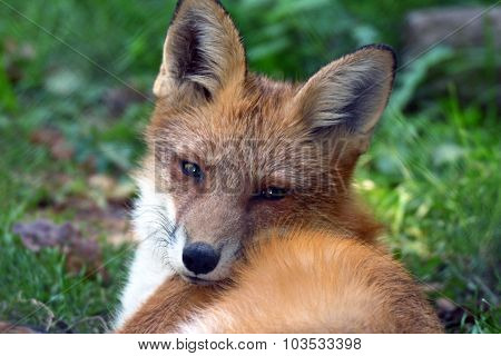 fox