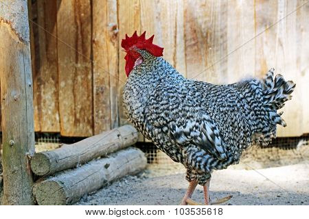 rooster