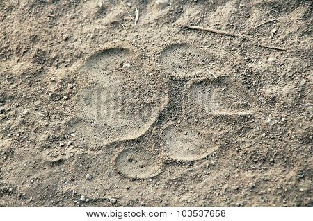 Tiger Footprint