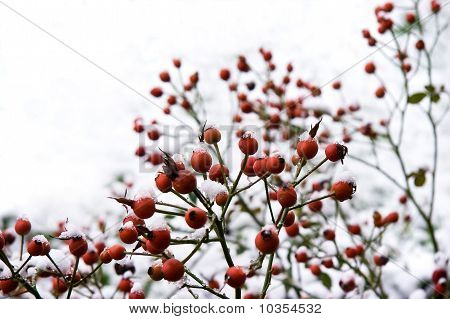 สาขา มีครบสีแดงใน Wintersnow