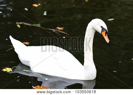 White Swam