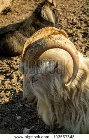sleep goat