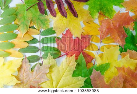 autumn leaves