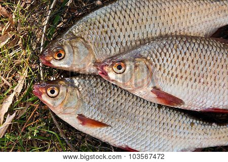 Close Up View Of The Several Roach Fish Just Taken From The Water.
