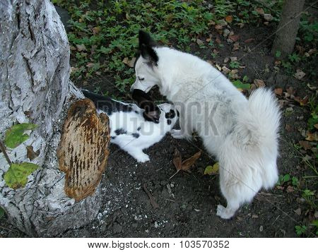 Rabbit