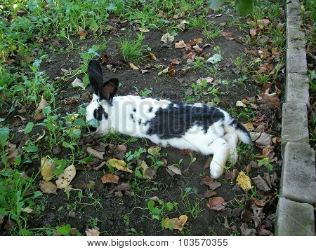 Rabbit