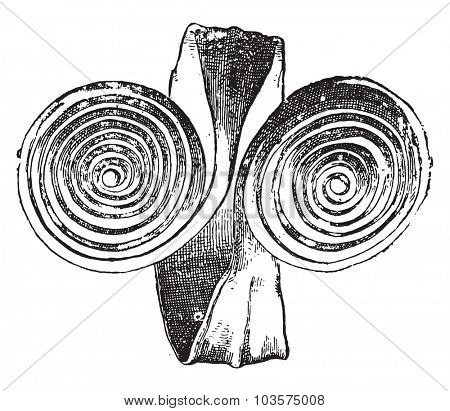 Gallic Bracelet, vintage engraved illustration.