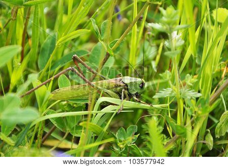 Big Green Grasshopper In The Grass