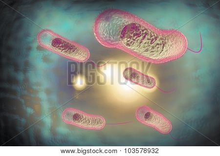 Close up 3D illustration of microscopic Cholera bacteria infection