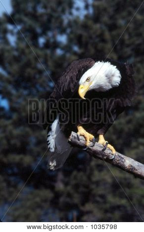 Bald Eagle Haliaeetus Leucocephalus
