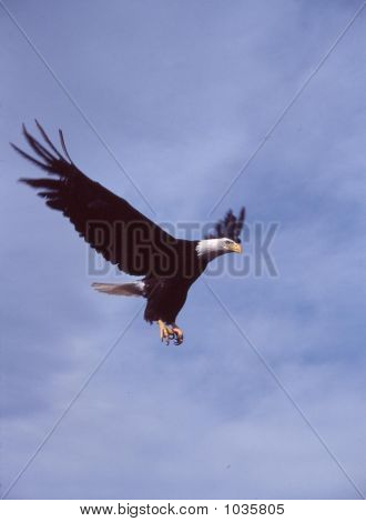 Bald Eagle Haliaeetus Leucocephalus 8