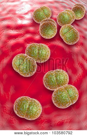 close up of meningitis bacteria also known as meningococcus 3D illustration