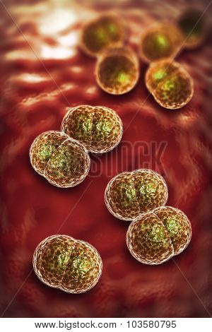 close up of meningitis bacteria also known as meningococcus 3D illustration