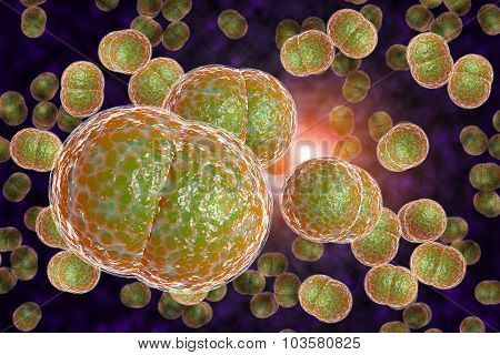 close up of meningitis bacteria also known as meningococcus 3D illustration