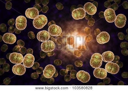 microscope close up of meningitis bacteria also known as meningococcus 3D illustration