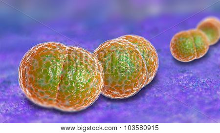 3D microscope close up of meningitis bacteria also known as meningococcus