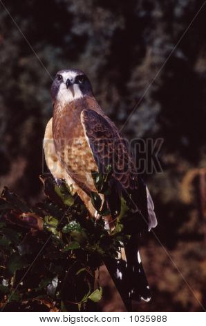 Swainsons Hawk Buteo Swainsoni 2