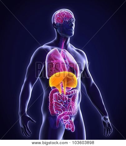 Human Diaphragm Anatomy