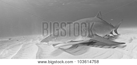 Lemon shark