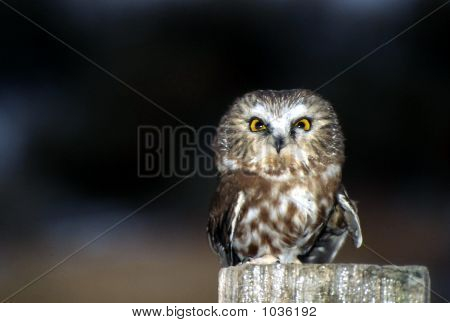 Sawwhet Owl Aegolius Acadocis 1