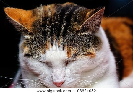 Catnap