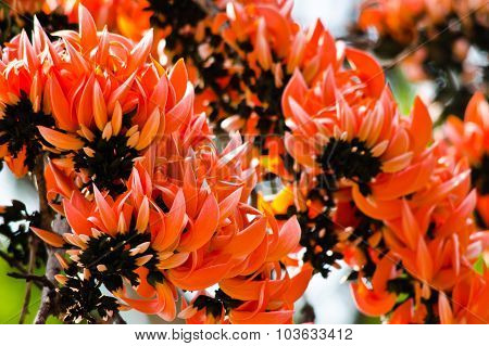 Bastard Teak Flowers