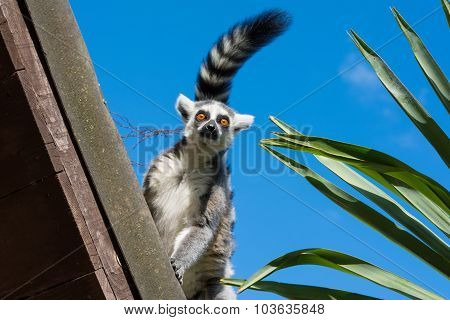 Ring-tailed lemur