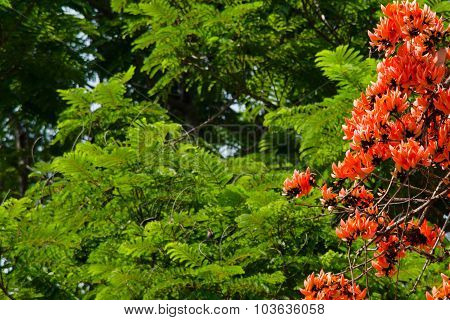 Bastard Teak Flowers