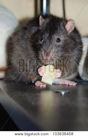 Rat Eats